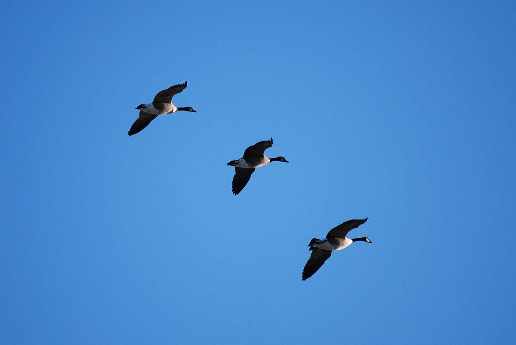 picture of geese flying