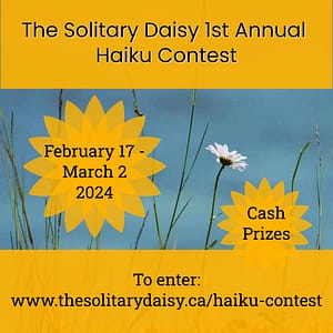 Solitary Daisy Haiku Contest
